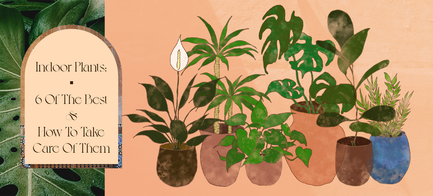 Indoor Plants: 6 Of The Best & How To Take Care Of Them